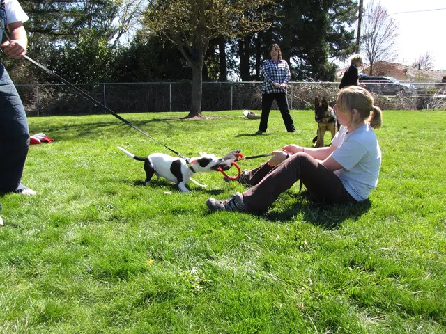 Rogue Valley Schutzhund Club 2008 training archive — working-dog photo 032