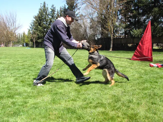 Rogue Valley Schutzhund Club 2008 training archive — working-dog photo 033