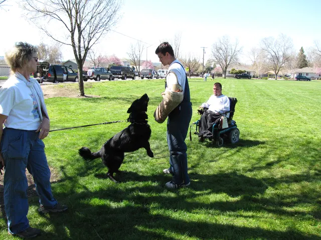 Rogue Valley Schutzhund Club 2008 training archive — working-dog photo 034