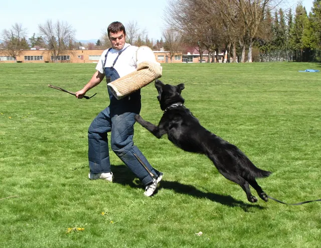 Rogue Valley Schutzhund Club 2008 training archive — working-dog photo 036