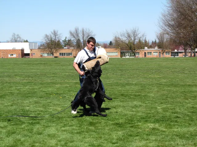 Rogue Valley Schutzhund Club 2008 training archive — working-dog photo 037
