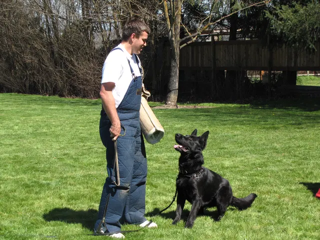 Rogue Valley Schutzhund Club 2008 training archive — working-dog photo 038