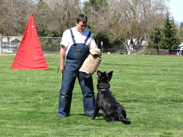 Rogue Valley Schutzhund Club 2008 training archive — working-dog photo 040