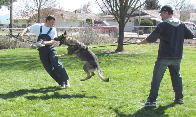 Rogue Valley Schutzhund Club 2008 training archive — working-dog photo 041