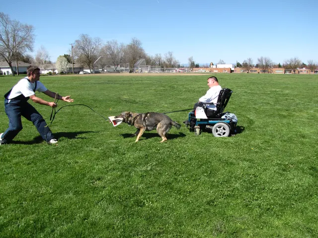 Rogue Valley Schutzhund Club 2008 training archive — working-dog photo 042