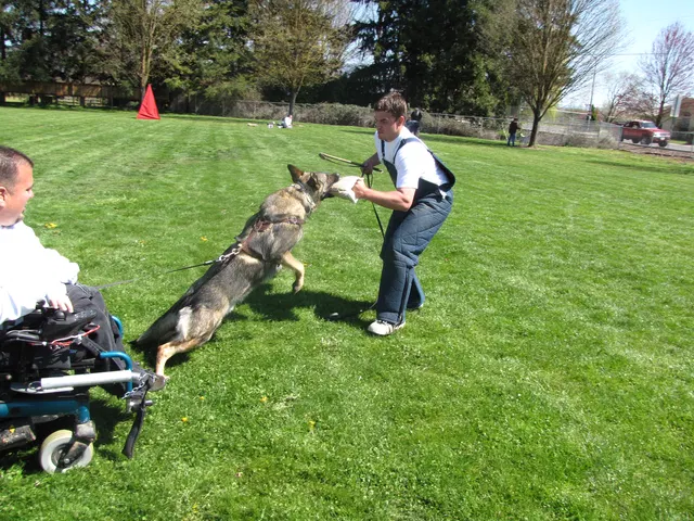 Rogue Valley Schutzhund Club 2008 training archive — working-dog photo 043
