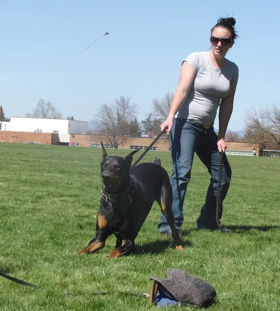 Rogue Valley Schutzhund Club 2008 training archive — working-dog photo 044