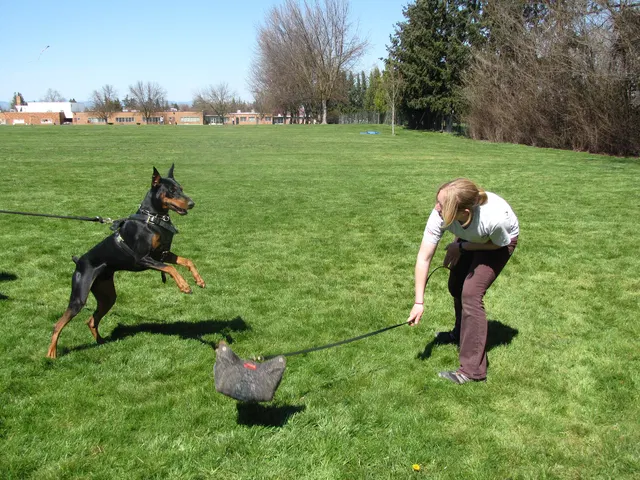 Rogue Valley Schutzhund Club 2008 training archive — working-dog photo 045