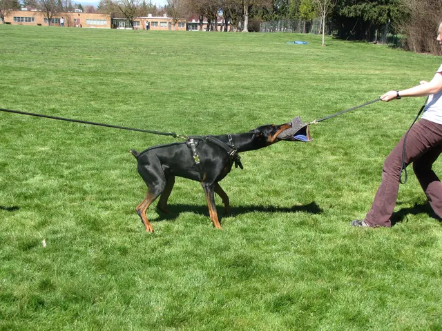 Rogue Valley Schutzhund Club 2008 training archive — working-dog photo 046