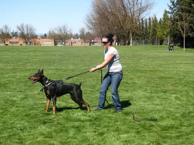 Rogue Valley Schutzhund Club 2008 training archive — working-dog photo 047
