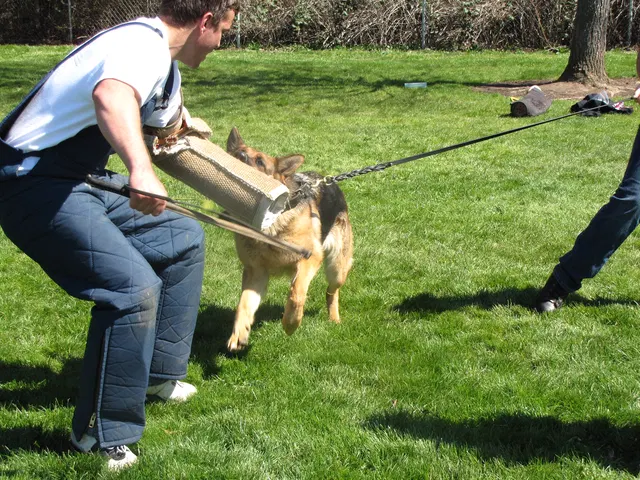 Rogue Valley Schutzhund Club 2008 training archive — working-dog photo 048