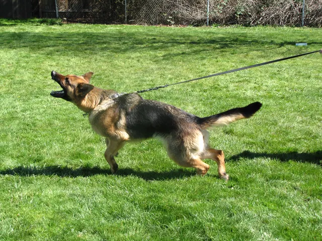 Rogue Valley Schutzhund Club 2008 training archive — working-dog photo 049