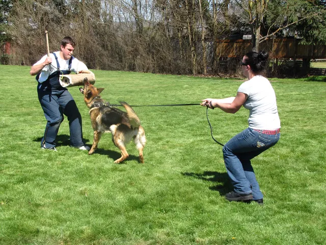 Rogue Valley Schutzhund Club 2008 training archive — working-dog photo 050