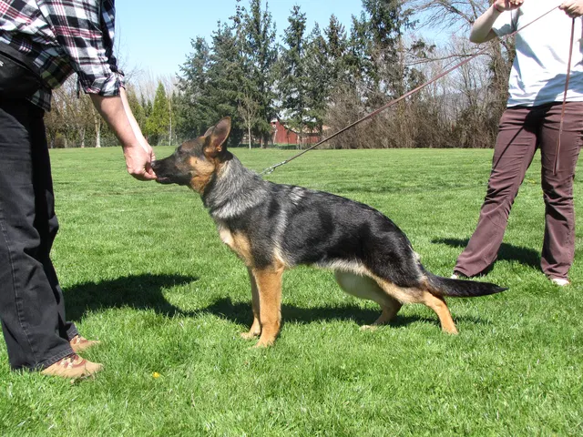 Rogue Valley Schutzhund Club 2008 training archive — working-dog photo 051