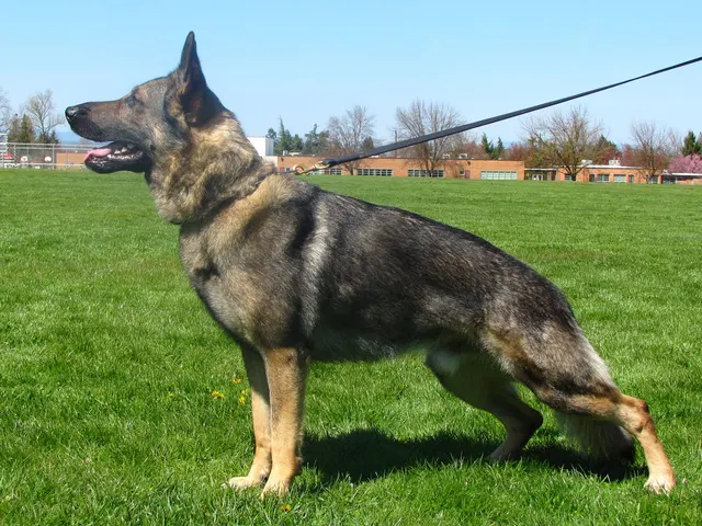 Rogue Valley Schutzhund Club 2008 training archive — working-dog photo 052