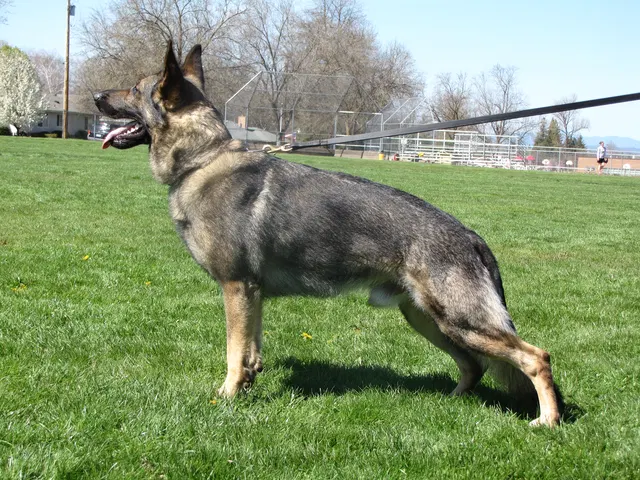 Rogue Valley Schutzhund Club 2008 training archive — working-dog photo 053