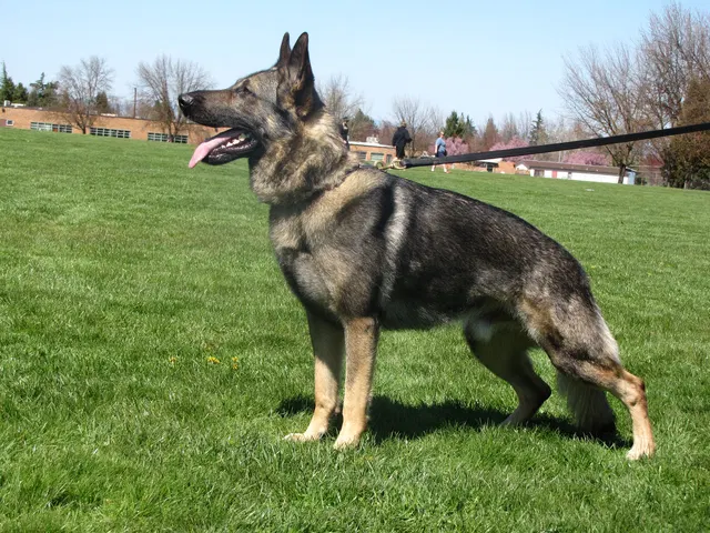 Rogue Valley Schutzhund Club 2008 training archive — working-dog photo 054