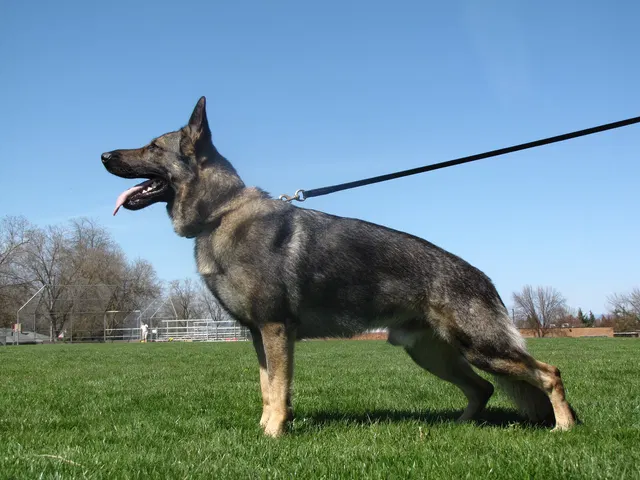 Rogue Valley Schutzhund Club 2008 training archive — working-dog photo 055