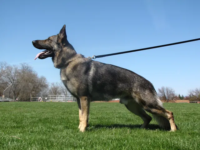 Rogue Valley Schutzhund Club 2008 training archive — working-dog photo 056
