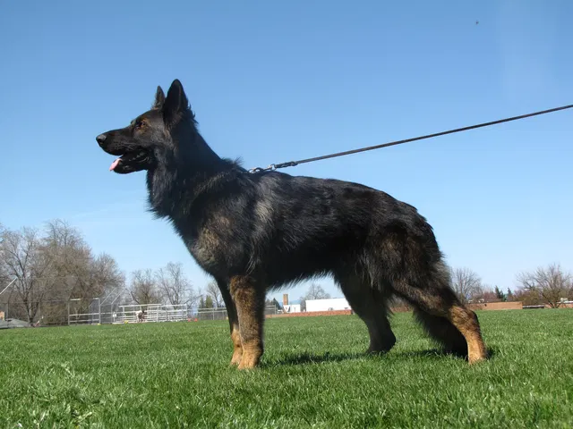 Rogue Valley Schutzhund Club 2008 training archive — working-dog photo 057