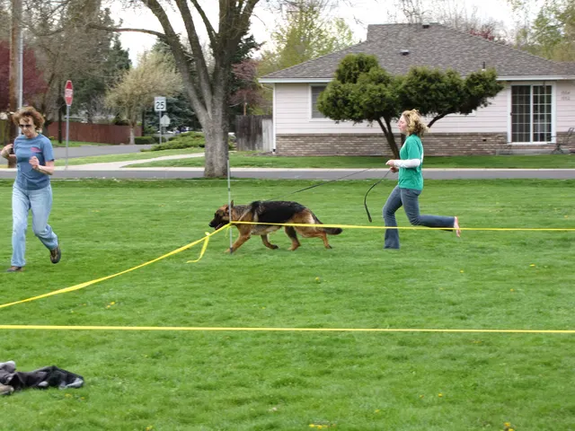 Rogue Valley Schutzhund Club 2008 training archive — working-dog photo 059