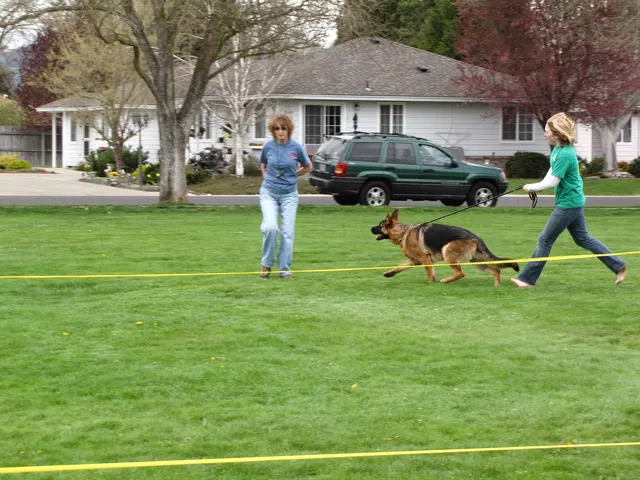 Rogue Valley Schutzhund Club 2008 training archive — working-dog photo 060