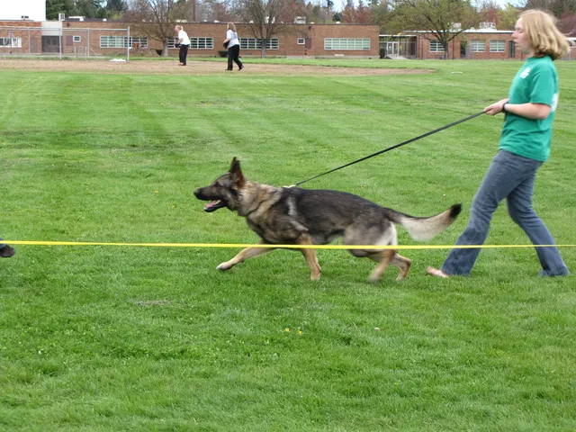 Rogue Valley Schutzhund Club 2008 training archive — working-dog photo 062