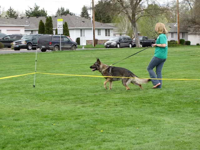 Rogue Valley Schutzhund Club 2008 training archive — working-dog photo 063