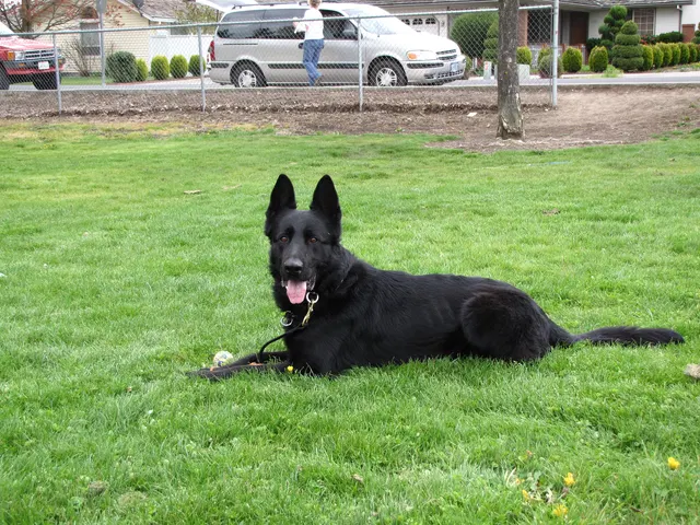 Rogue Valley Schutzhund Club 2008 training archive — working-dog photo 064