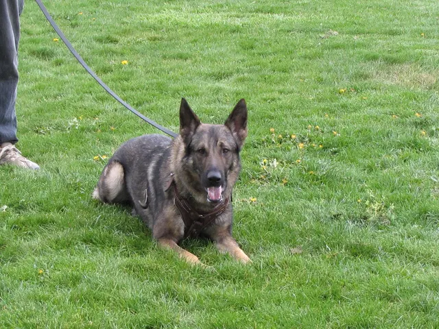 Rogue Valley Schutzhund Club 2008 training archive — working-dog photo 065