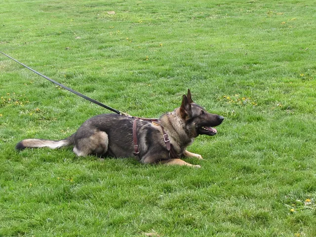 Rogue Valley Schutzhund Club 2008 training archive — working-dog photo 066