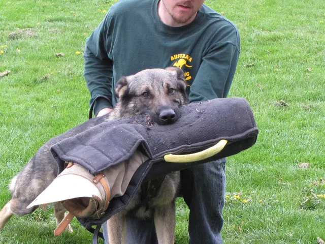 Rogue Valley Schutzhund Club 2008 training archive — working-dog photo 067