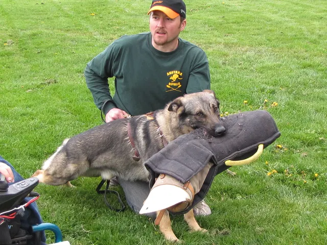 Rogue Valley Schutzhund Club 2008 training archive — working-dog photo 068