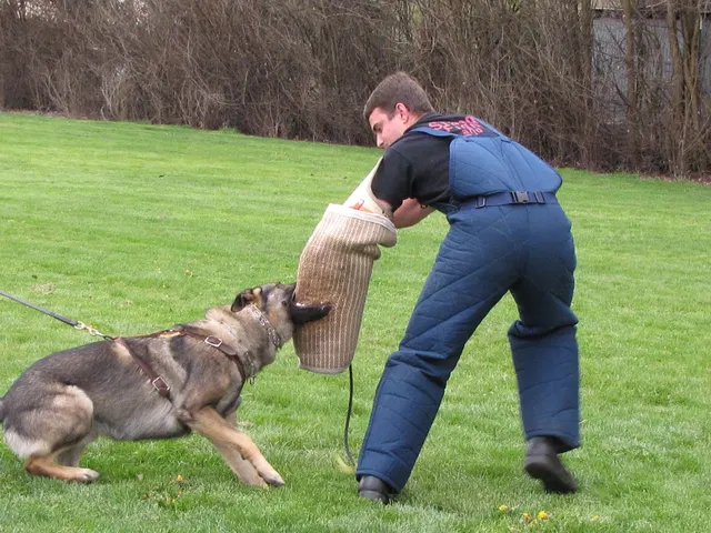 Rogue Valley Schutzhund Club 2008 training archive — working-dog photo 069