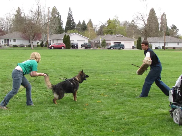 Rogue Valley Schutzhund Club 2008 training archive — working-dog photo 070