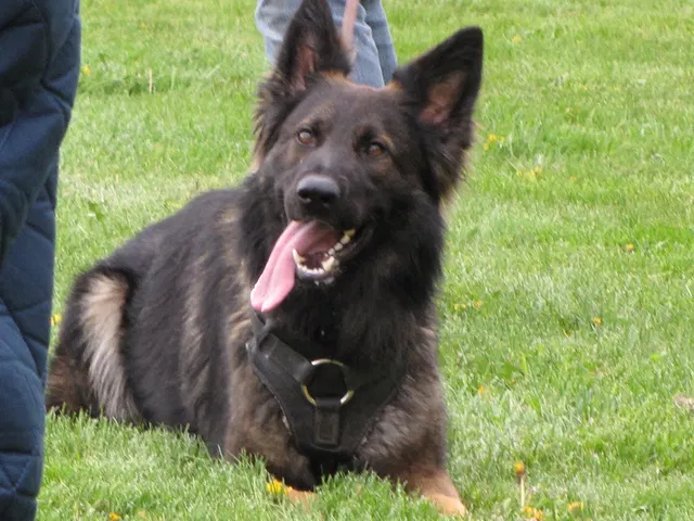 Rogue Valley Schutzhund Club 2008 training archive — working-dog photo 071