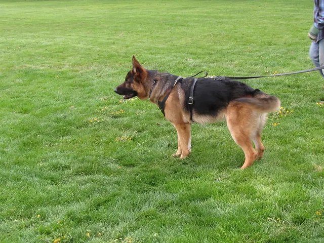 Rogue Valley Schutzhund Club 2008 training archive — working-dog photo 072