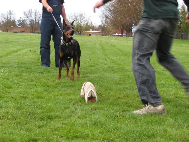 Rogue Valley Schutzhund Club 2008 training archive — working-dog photo 073