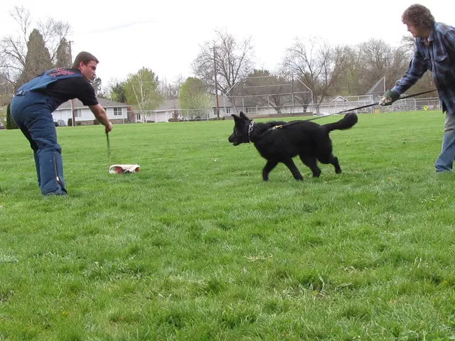 Rogue Valley Schutzhund Club 2008 training archive — working-dog photo 074