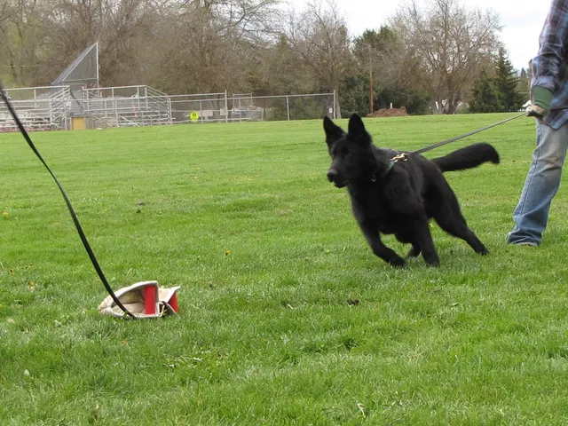 Rogue Valley Schutzhund Club 2008 training archive — working-dog photo 075