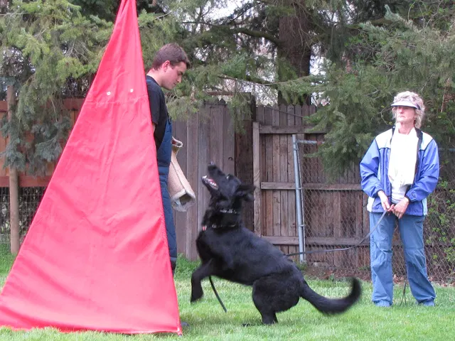 Rogue Valley Schutzhund Club 2008 training archive — working-dog photo 076