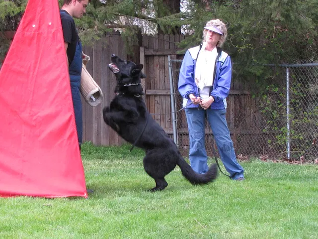 Rogue Valley Schutzhund Club 2008 training archive — working-dog photo 077