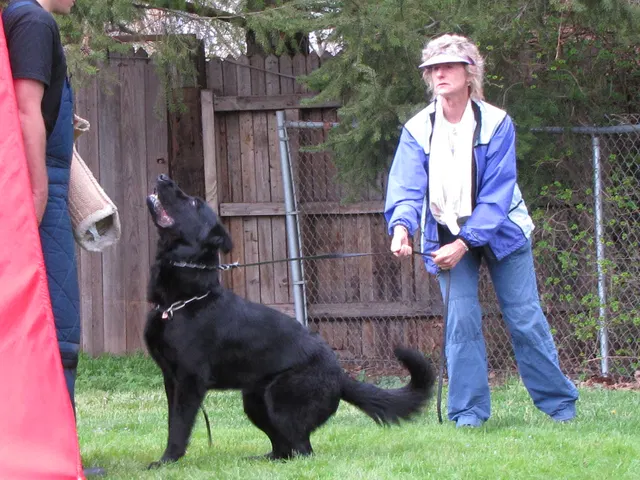 Rogue Valley Schutzhund Club 2008 training archive — working-dog photo 078