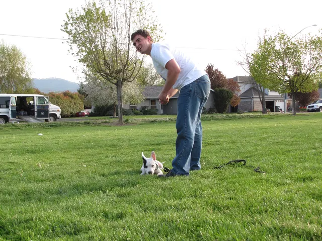 Rogue Valley Schutzhund Club 2008 training archive — working-dog photo 081
