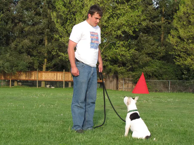 Rogue Valley Schutzhund Club 2008 training archive — working-dog photo 083