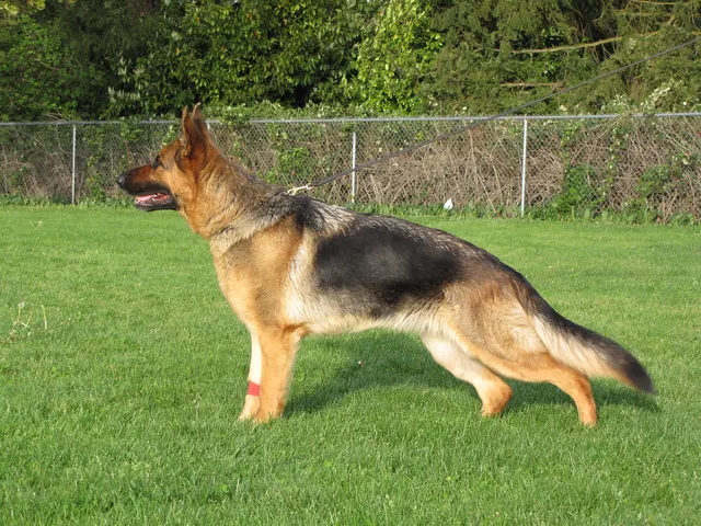 Rogue Valley Schutzhund Club 2008 training archive — working-dog photo 084