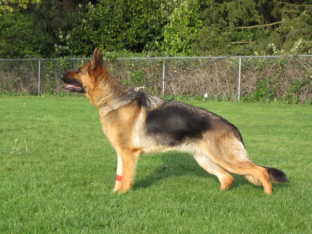 Rogue Valley Schutzhund Club 2008 training archive — working-dog photo 085