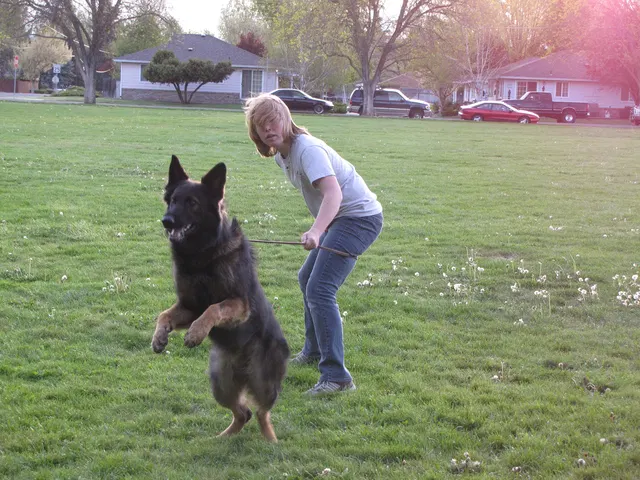 Rogue Valley Schutzhund Club 2008 training archive — working-dog photo 086