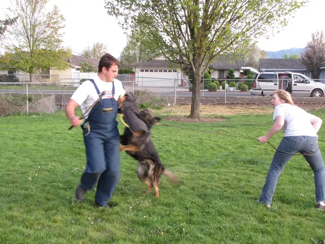Rogue Valley Schutzhund Club 2008 training archive — working-dog photo 087