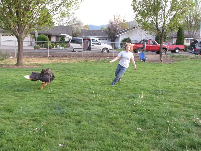 Rogue Valley Schutzhund Club 2008 training archive — working-dog photo 088